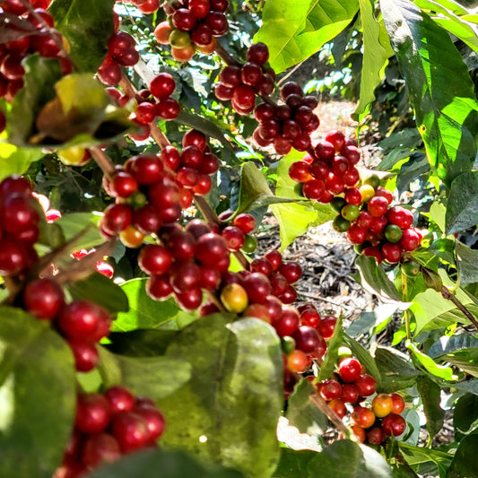 What's the deal with Arabica and Robusta?