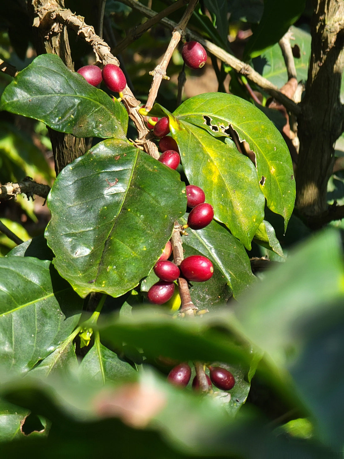 Acidity in Coffee is a Good Thing