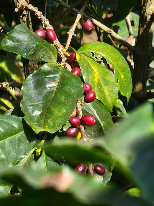 Acidity in Coffee is a Good Thing