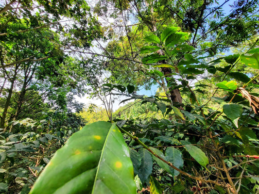 What is "Shade Grown" coffee and why does it matter?