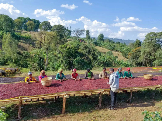 Ethiopia and the Famous Coffee from Yirgacheffe