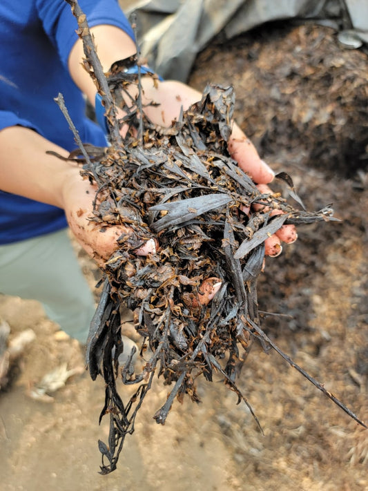 Living Soil, Shade Grown, Magic Coffee: from Guatemala