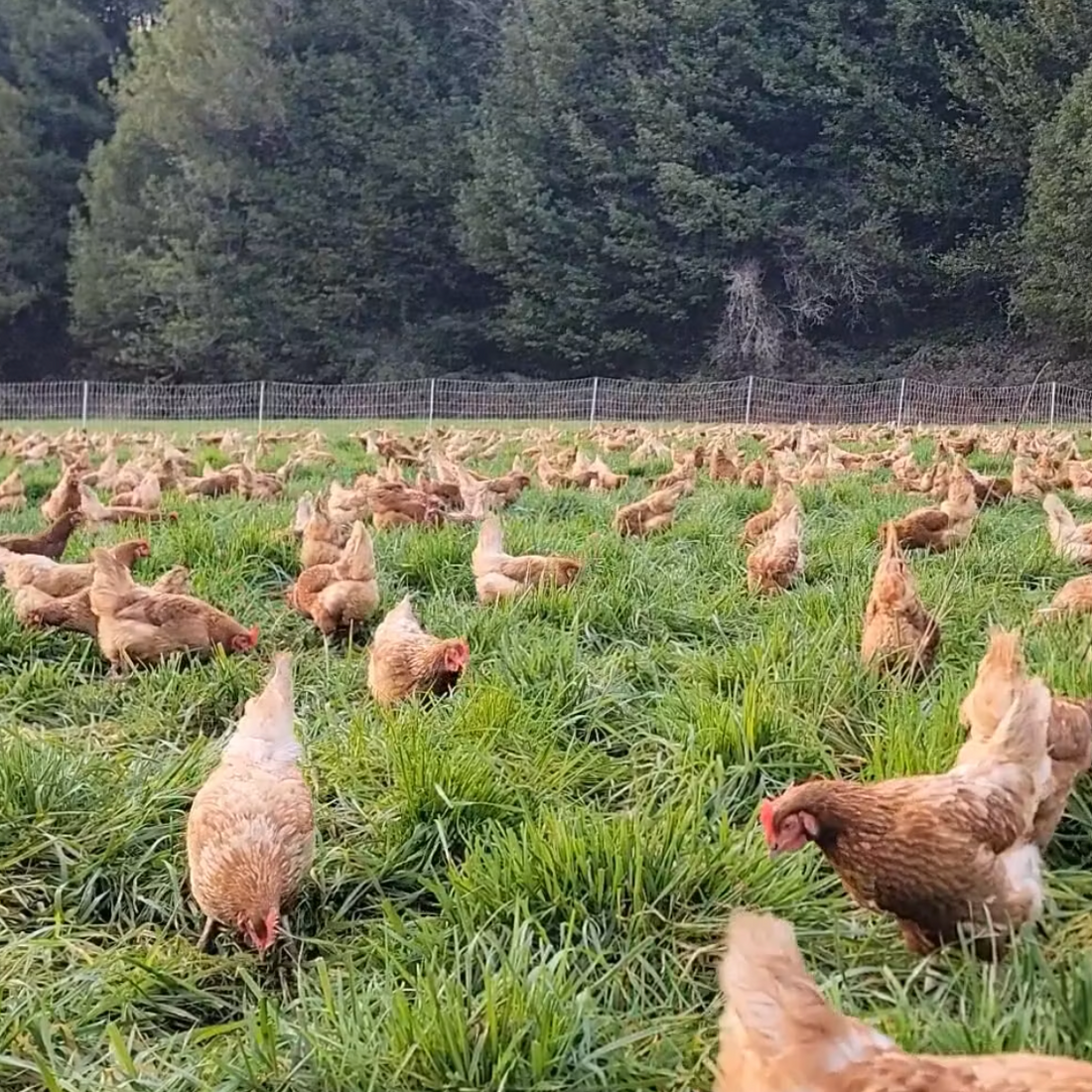 We're using local free range chicken eggs